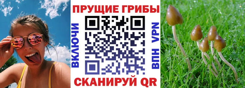 Галлюциногенные грибы Psilocybe  Мыски 